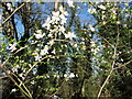 Cherry plum blossom, wood near North Circular