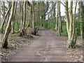 Bridleway 1550 towards Kilnwood Lane