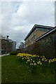 Daffodils behind Market Square Development