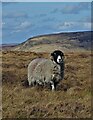 SK0791 : Sheep by The Pennine Way by Neil Theasby