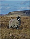 SK0791 : Sheep by The Pennine Way by Neil Theasby