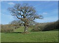 Ancient oak tree in splendid isolation