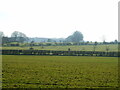 Orchards near Ubley Drove