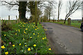 H4478 : Daffodils along Knockmoyle Road by Kenneth  Allen