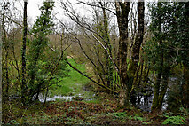 H4478 : Swampy ground and trees, Knockmoyle by Kenneth  Allen