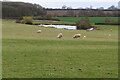 Pond in the pasture