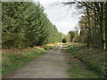 Forest track, Pry Rigg