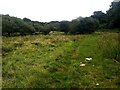 A rough and marshy field