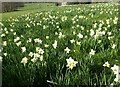 Daffodils on East Wickham Open Space