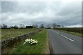 Daffodils on Rowden Lane