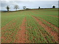 A field off Birchwood Lane