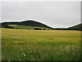 Barley field near Pitcur