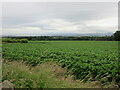 Potato field near Leys