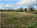 Field of maize stubble