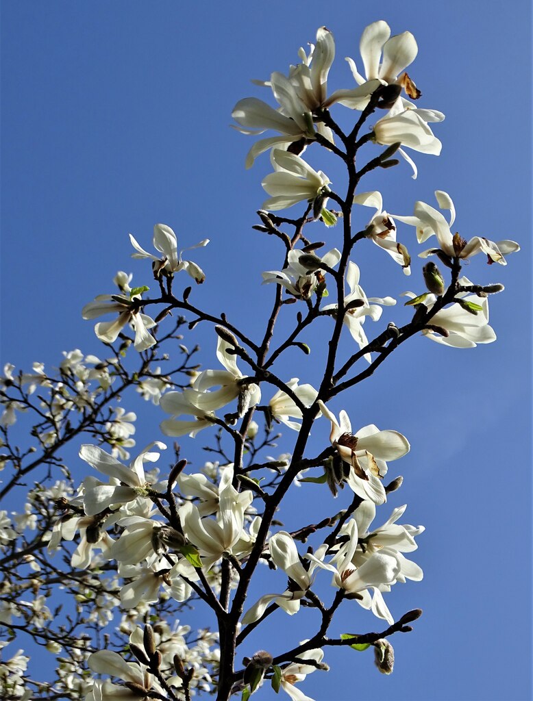 Magnolia kobus in Sheffield's Botanical... © Neil Theasby cc-by-sa/2.0 ...