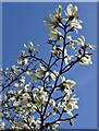 Magnolia kobus in Sheffield