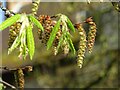 Hornbeam catkins