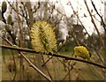 Sallow blossom, Lennox Park