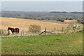 Horses with a view