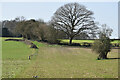 Path across field north of Morrisholt Farm