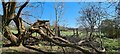 SK3968 : Fallen tree by Chris Morgan