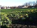 Daffodils on Armley Moor