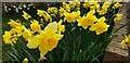 Daffodils in Bloom