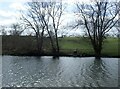 Pig grazing next to the River Medway