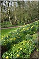 Daffodils beside Mallorie Park Drive