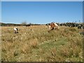 Grazing ponies