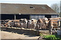 Cows in the yard at Manor Farm