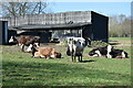 Cows at Landford Wood