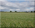 NH5552 : Fields, Muir of Allangrange by Craig Wallace