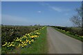 Daffodils along Salmon Lane