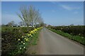 Daffodils beside Salmon Lane