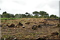 Cleared woodland, Amsbury Wood