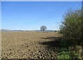 Bare field at Girnal Hill