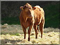 Golden bovine in Spring sunshine