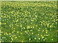 Field of wild daffodils