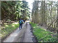 Walkers pass through a forestry plantation