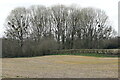 Small copse west of Titchborne Farm