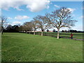 TQ4784 : View of a row of trees in Parsloes Park by Robert Lamb