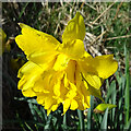 NJ4766 : Double-flowered Daffodil by Anne Burgess