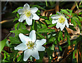 Wood anemone