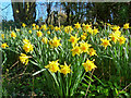 The wee woodland daffodils at Cloyntie