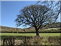 Tree at Rushbury