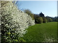 Spring Blossom at Recreation Ground