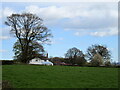 Trees against the skyline