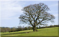 Lone tree in field