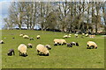 Sheep and lambs at Tower Farm